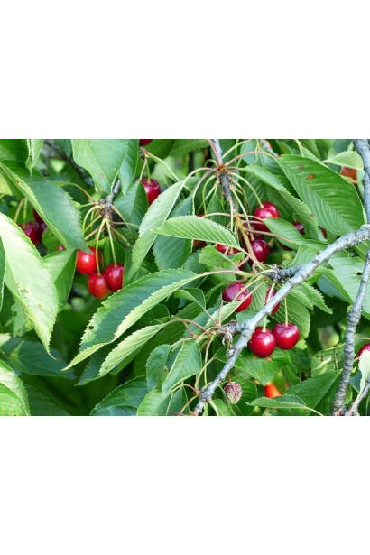 Prunus avium Giantella / Giant Red